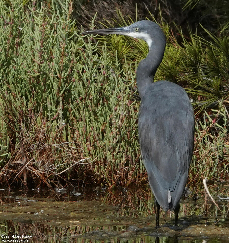 Western Reef Heron