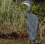 Aigrette des récifs