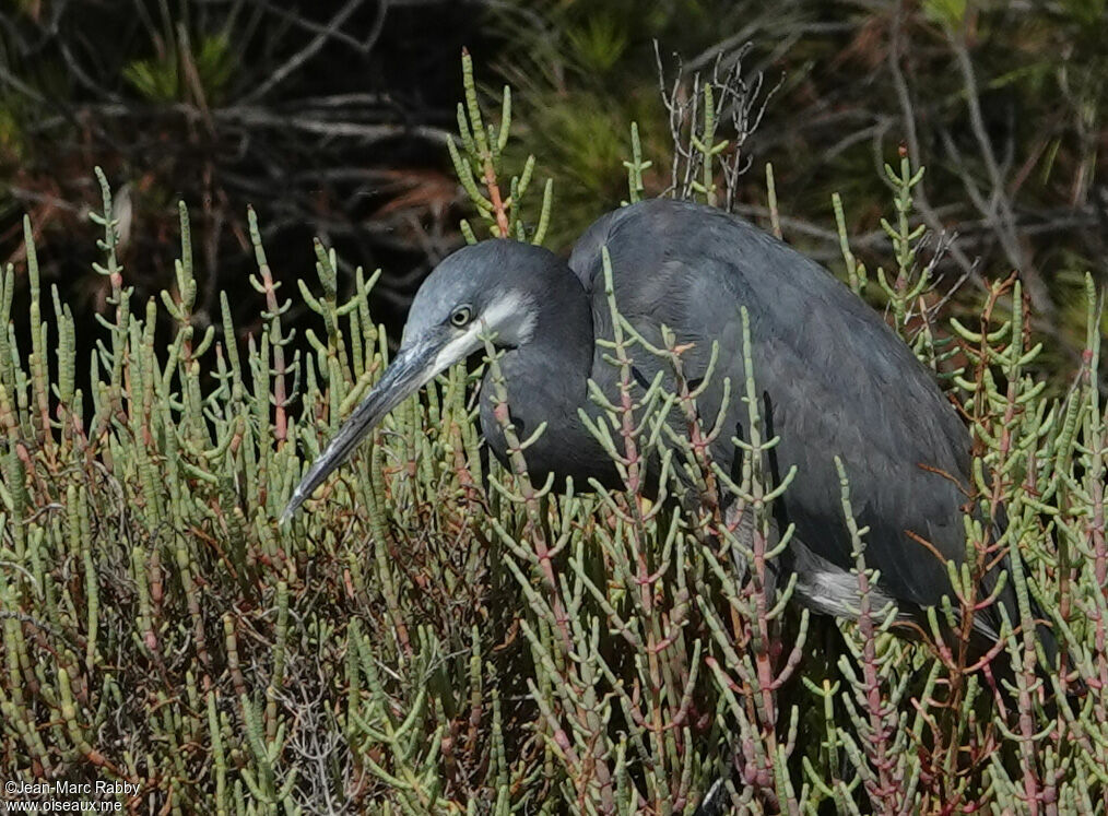 Aigrette des récifs