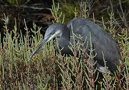 Western Reef Heron