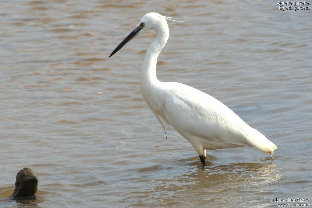 Aigrette garzette