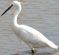 Aigrette garzette