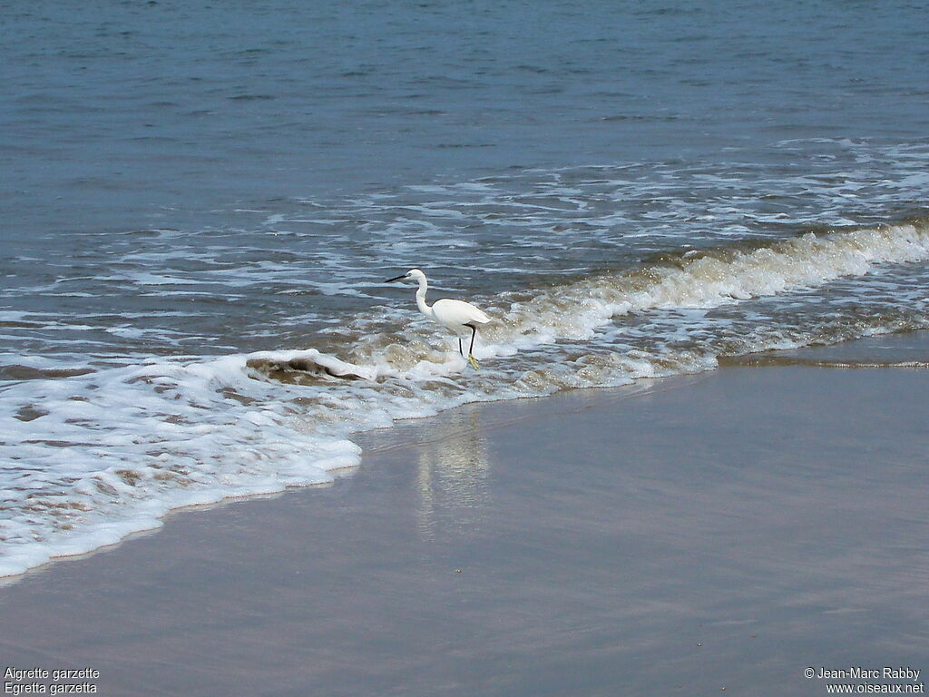 Little Egret