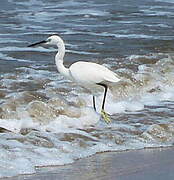 Little Egret