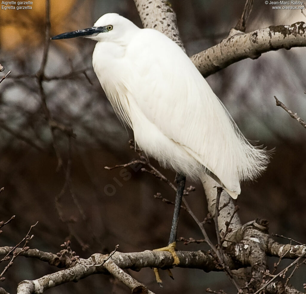 Aigrette garzette, identification