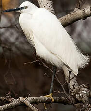 Aigrette garzette