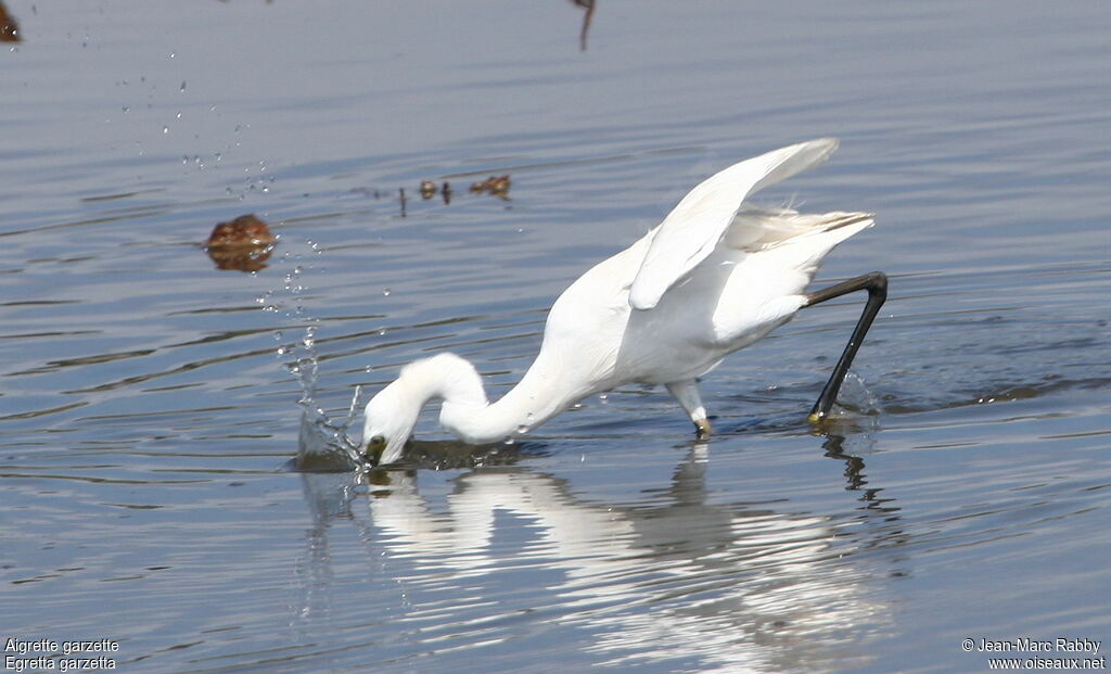 Aigrette garzette