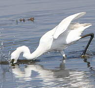 Aigrette garzette