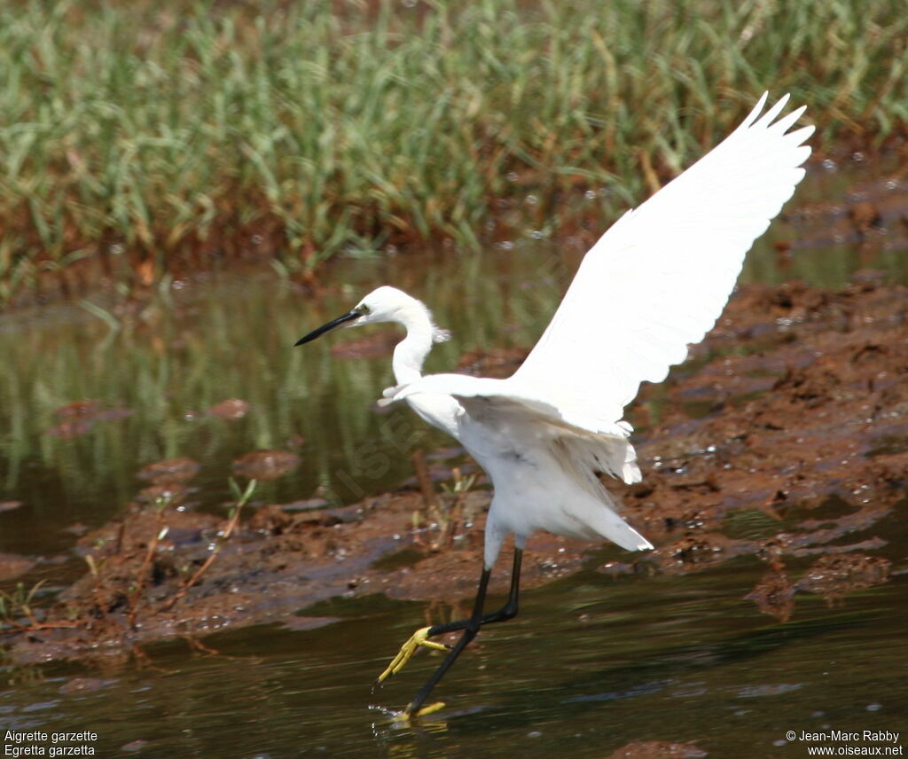 Aigrette garzette