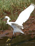 Aigrette garzette