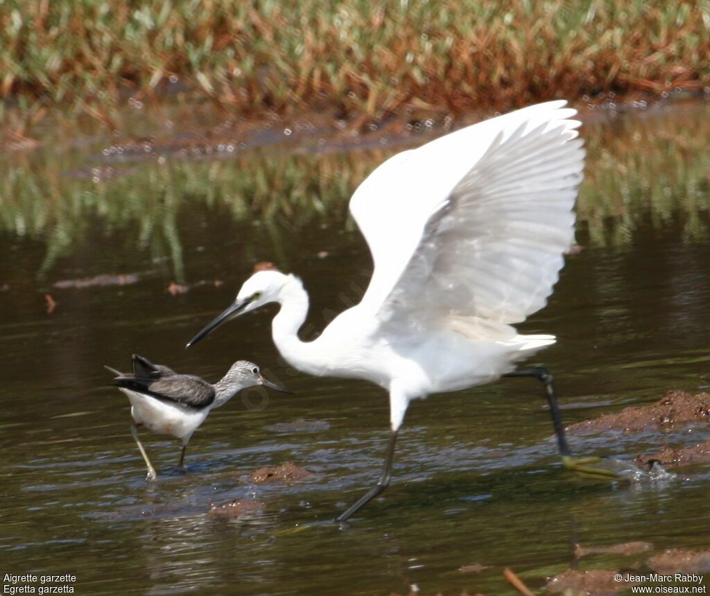 Aigrette garzette, identification