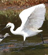 Aigrette garzette