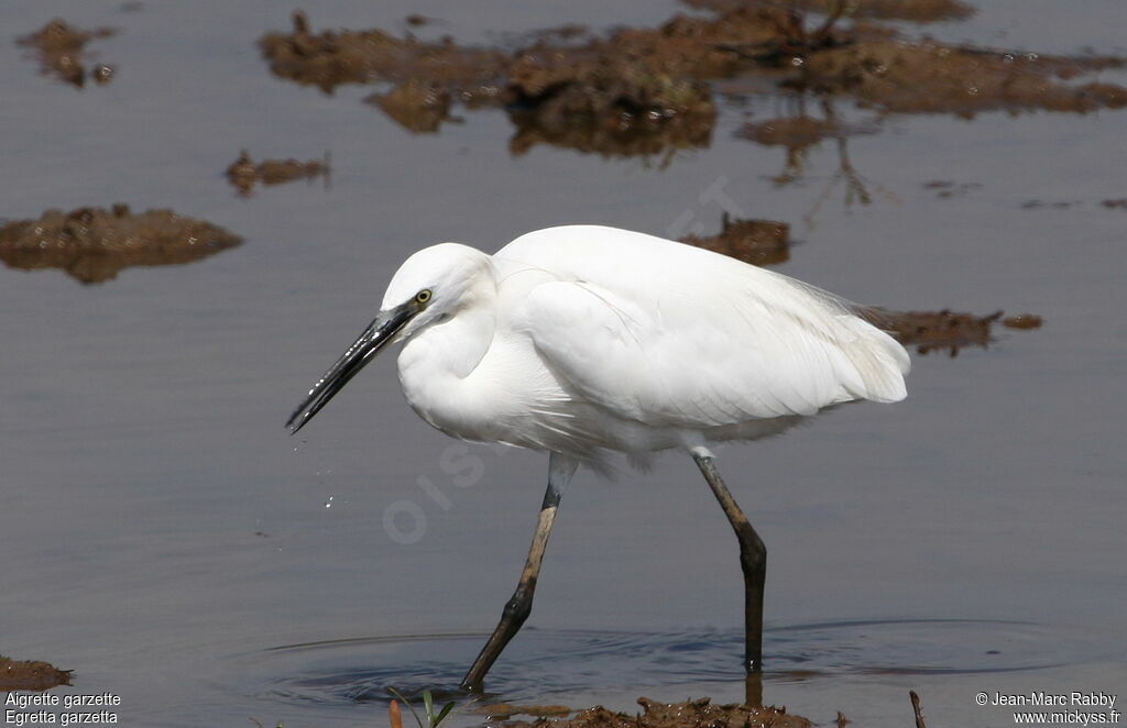 Aigrette garzette