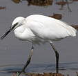 Aigrette garzette