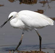 Little Egret