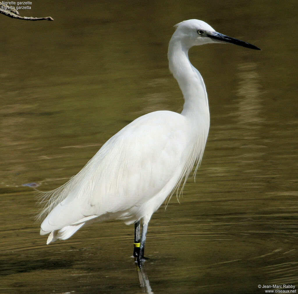 Little Egret, identification