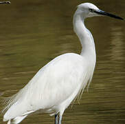 Aigrette garzette