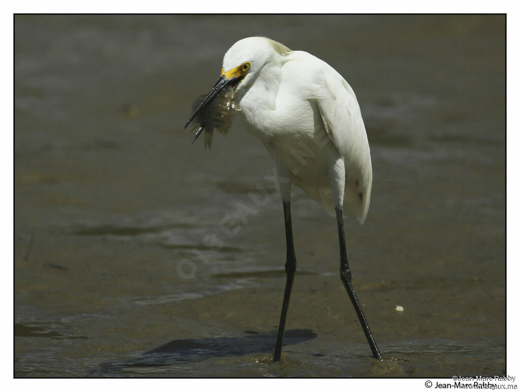 Aigrette garzette, identification