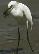 Little Egret