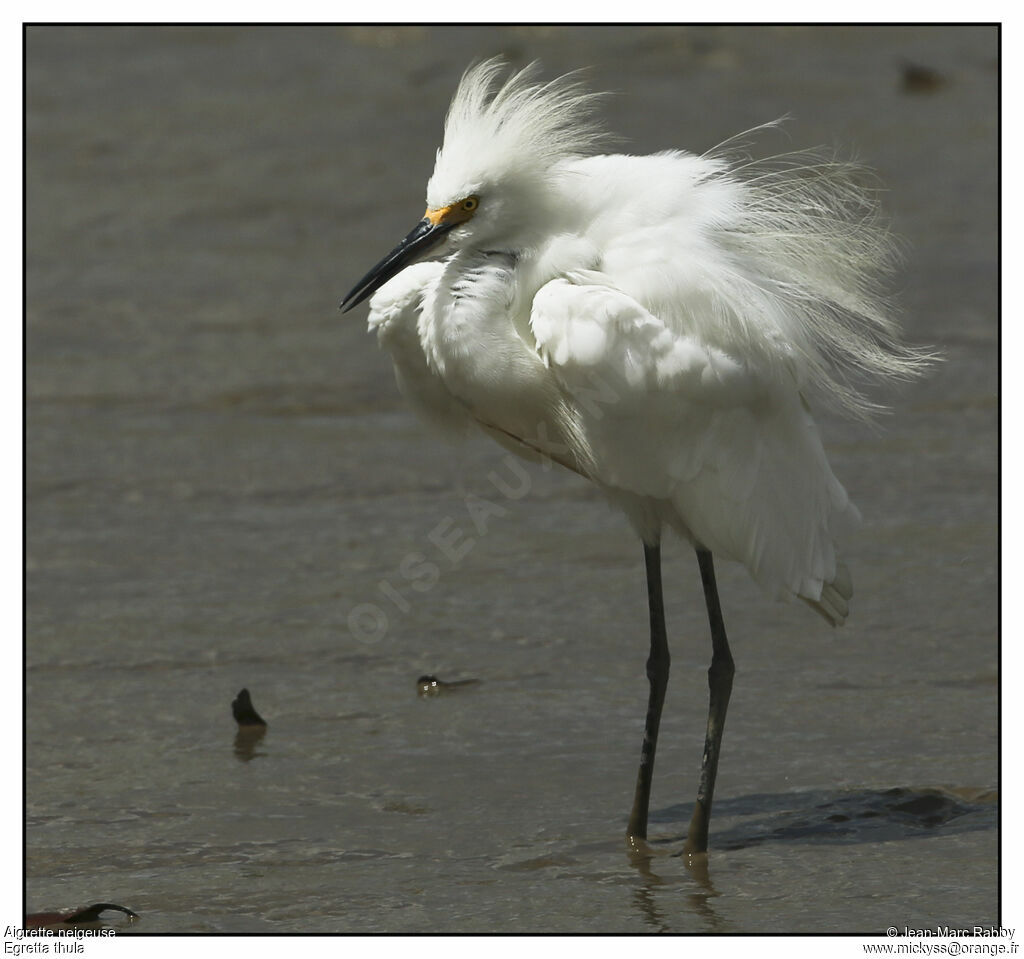 Aigrette neigeuse, identification