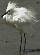 Snowy Egret