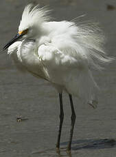 Aigrette neigeuse