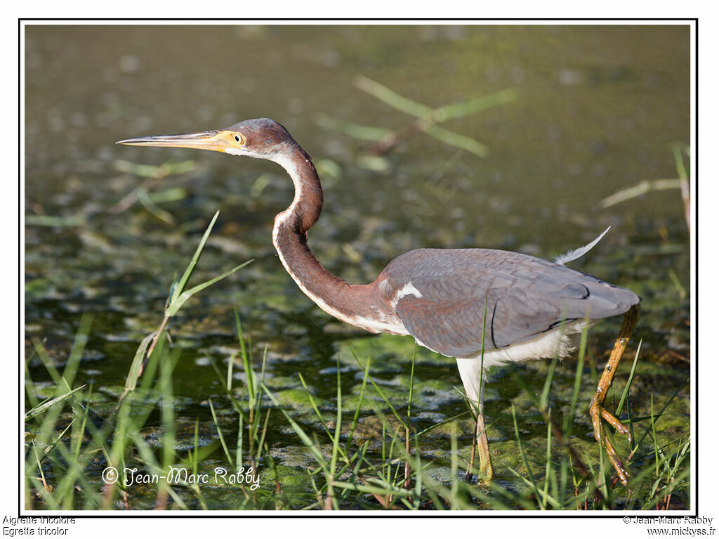 Aigrette tricolore, identification