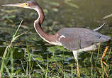 Aigrette tricolore