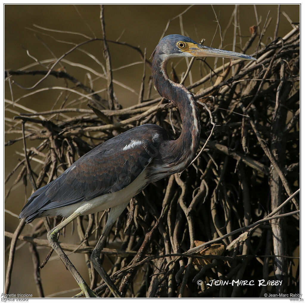 Aigrette tricolore, identification