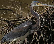 Tricolored Heron