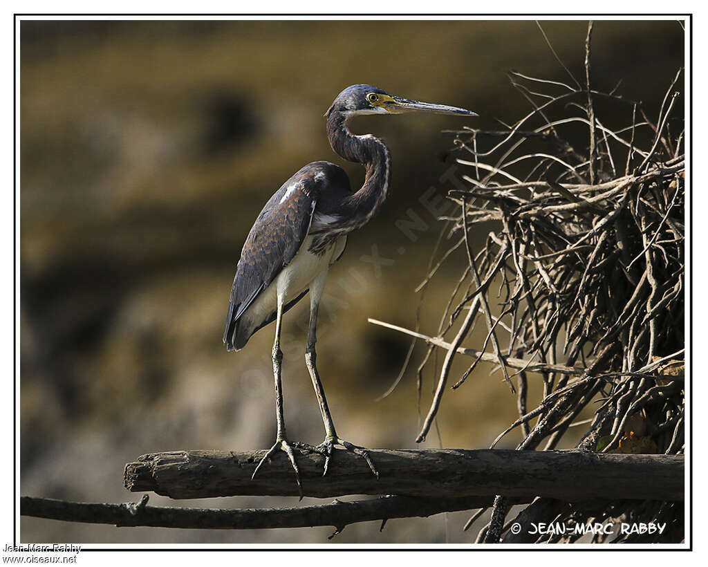 Aigrette tricolore, identification