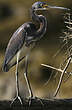 Aigrette tricolore