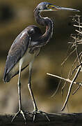 Tricolored Heron