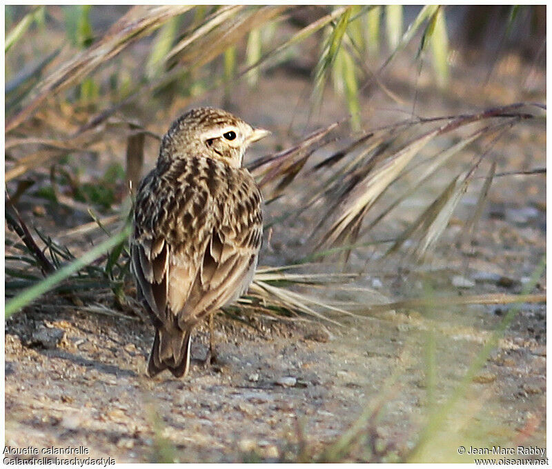 Greater Short-toed Lark, identification