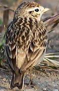 Greater Short-toed Lark