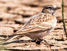 Greater Short-toed Lark