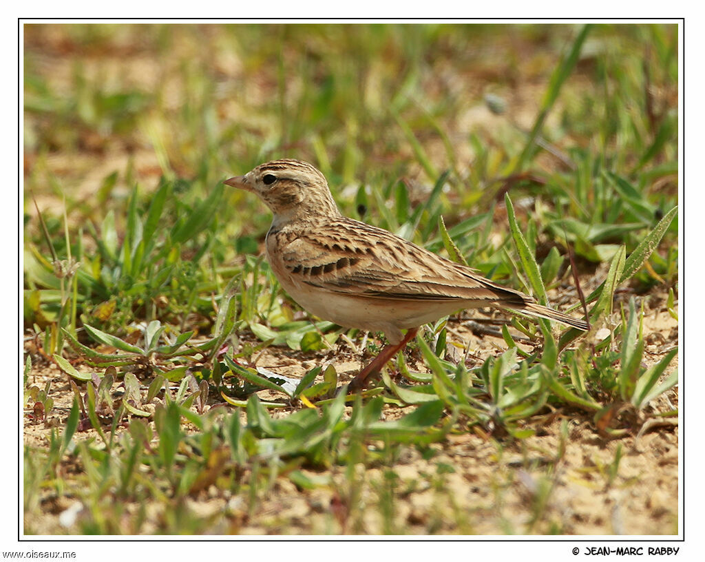 Alouette calandrelle, identification