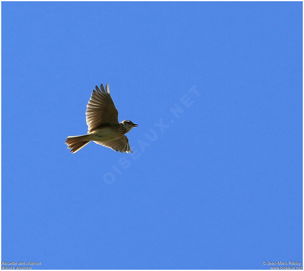 Eurasian Skylark, Flight