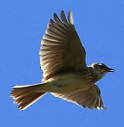 Eurasian Skylark