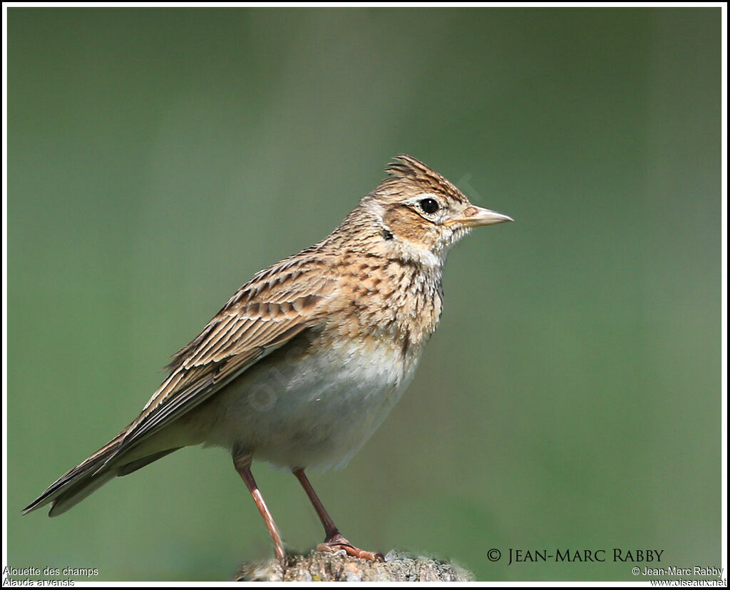 Alouette des champs, identification