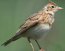 Eurasian Skylark