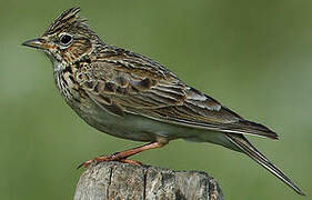 Eurasian Skylark