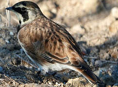 Horned Lark