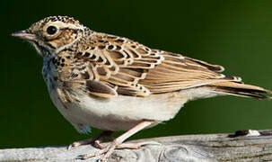 Woodlark