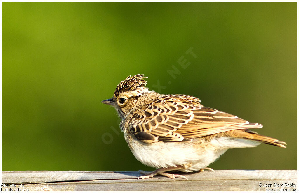 Woodlark, identification