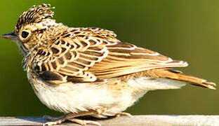 Woodlark