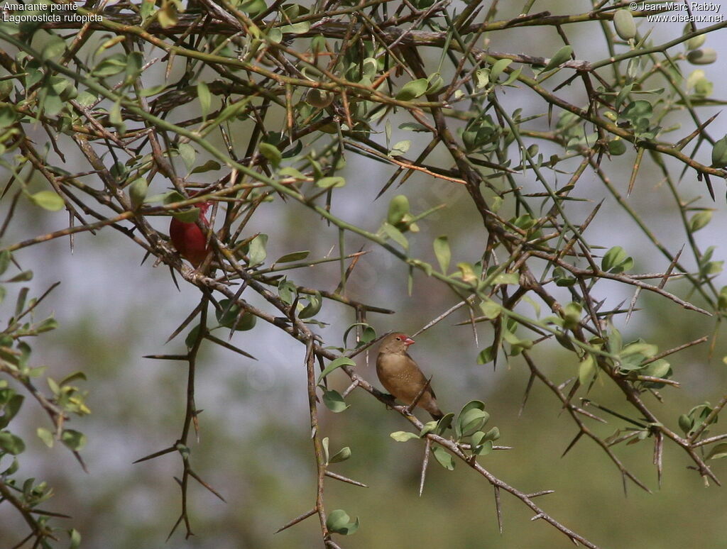 Bar-breasted Firefinch