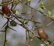 Bar-breasted Firefinch