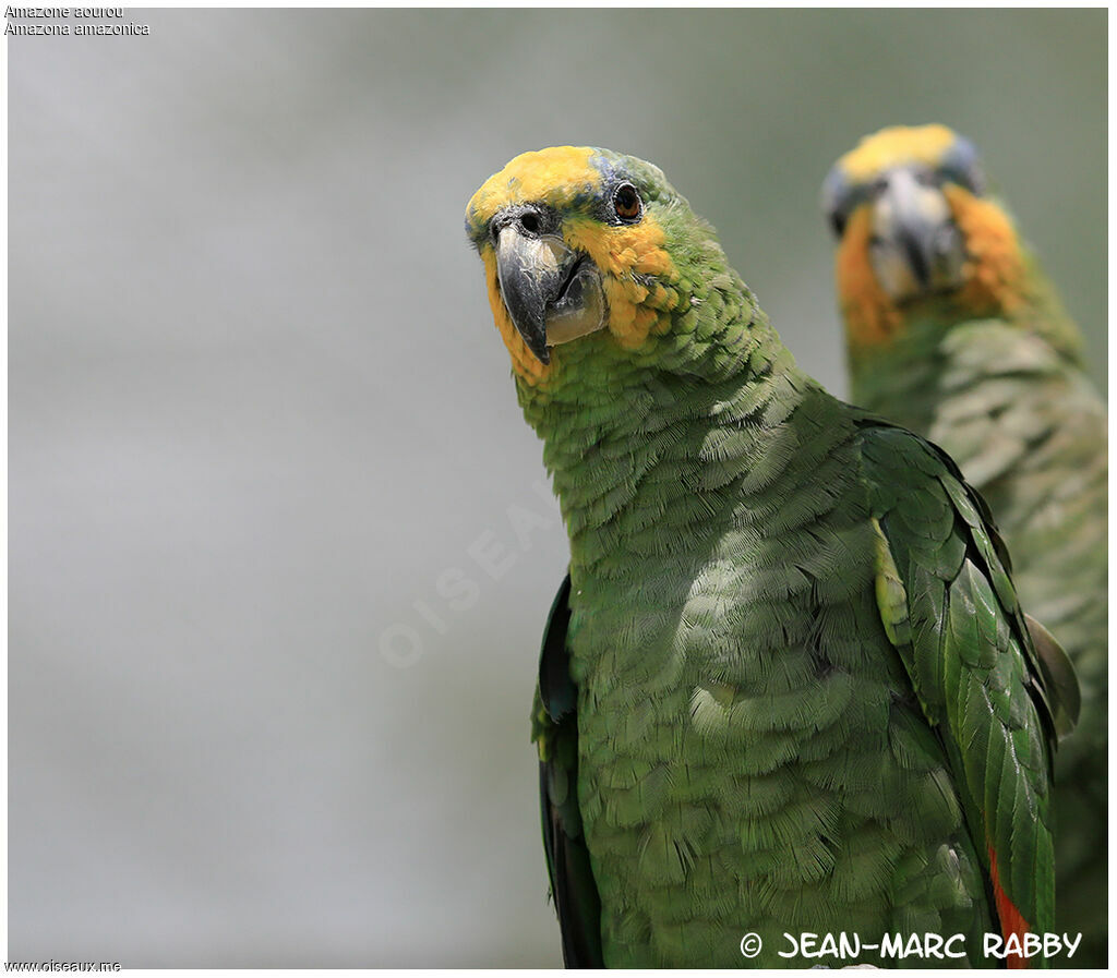 Amazone aourou, identification