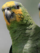 Orange-winged Amazon